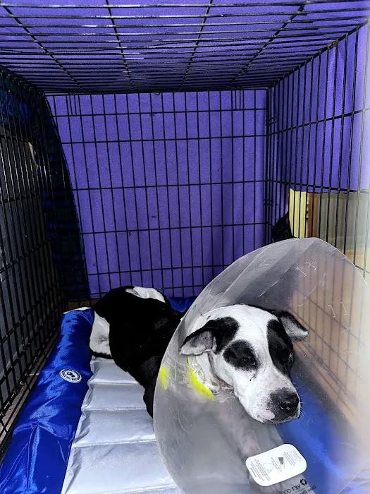 Animal Medical Center Of Panola County Picture 10