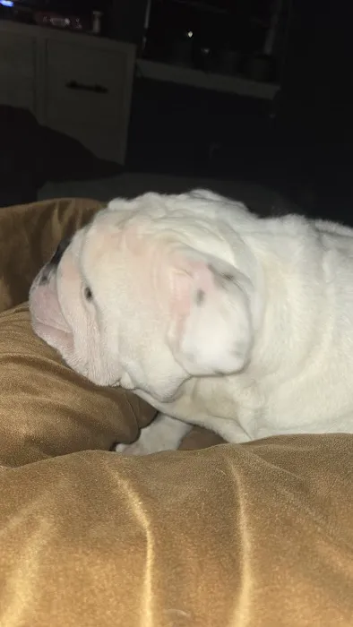Ellerbe Road Animal Hospital Picture 5