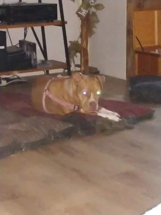 Ellerbe Road Animal Hospital Picture 3