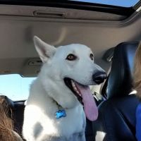 Ellerbe Road Animal Hospital ico