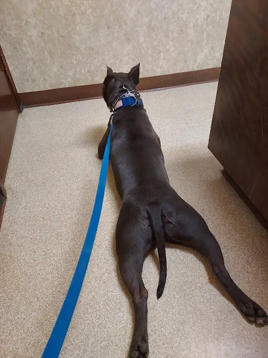 South Shreveport Animal Hospital Picture 3