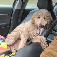 South Shreveport Animal Hospital ico