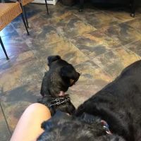 Broadmoor Animal Hospital ico