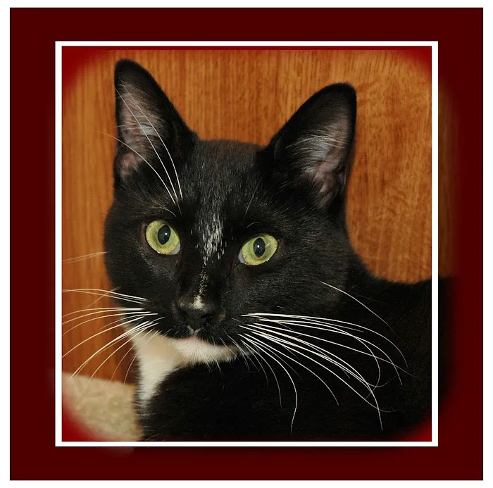 The Cat Doctor Feline Medical Center Picture 3