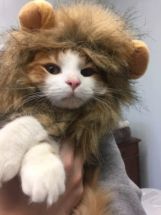 The Cat Doctor Feline Medical Center Picture 1