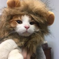 The Cat Doctor Feline Medical Center ico