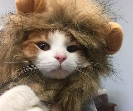 The Cat Doctor Feline Medical Center