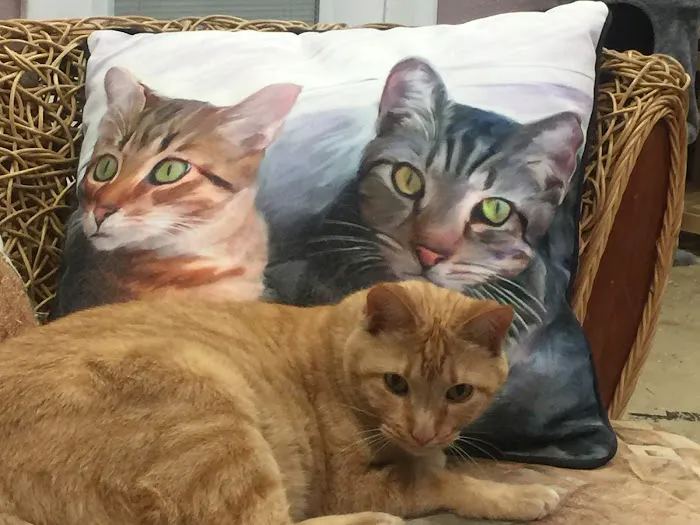 The Cat Doctor Feline Medical Center Picture 4