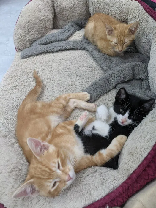 The Cat Doctor Feline Medical Center Picture 5