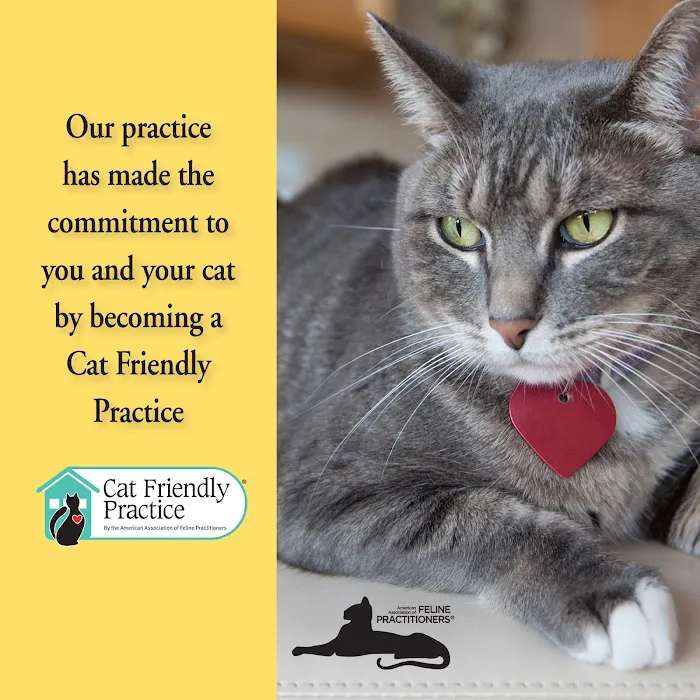 The Cat Doctor Feline Medical Center Picture 6