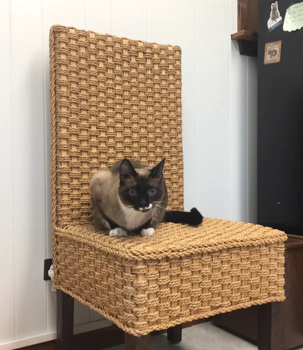 The Cat Doctor Feline Medical Center Picture 7