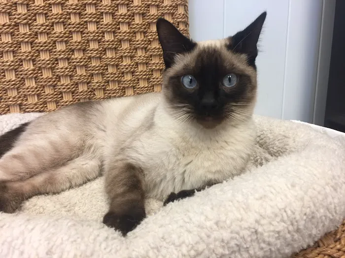 The Cat Doctor Feline Medical Center Picture 8
