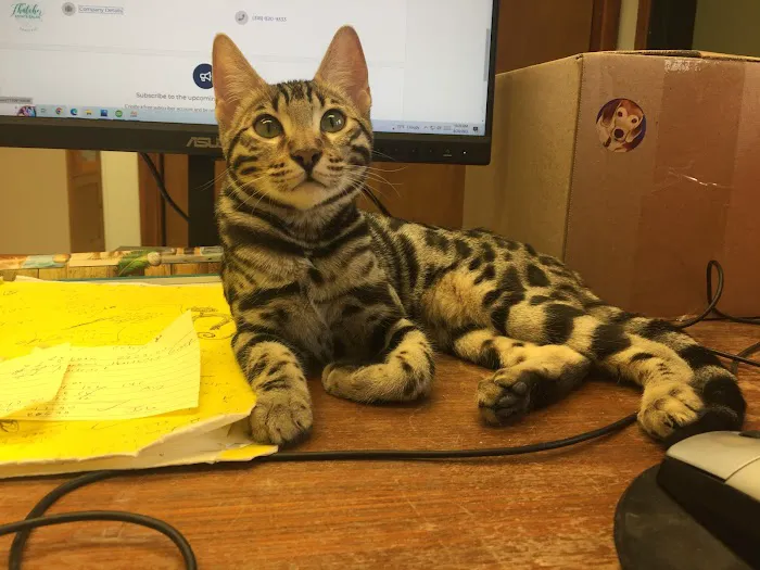 The Cat Doctor Feline Medical Center Picture 10
