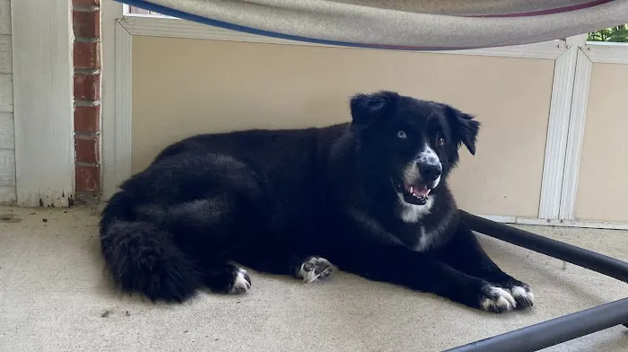 Valor Veterinary Emergency Hospital Picture 8