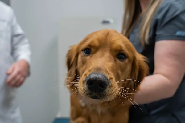 Countryside Veterinary Clinic Picture 3