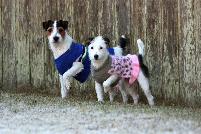 North Airline Animal Hospital Picture 5