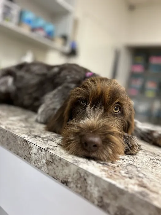 North Airline Animal Hospital Picture 8