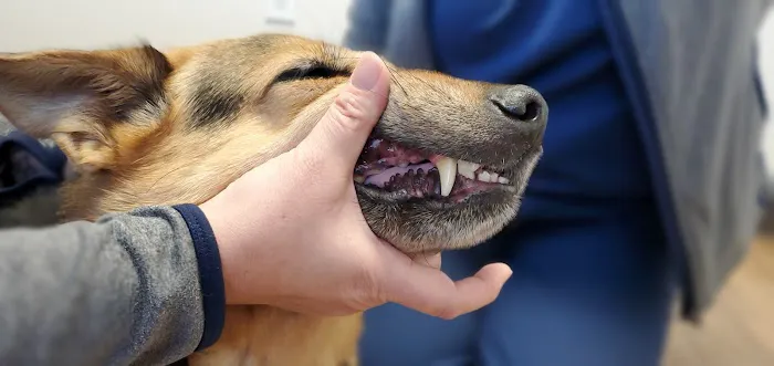 North Airline Animal Hospital Picture 10