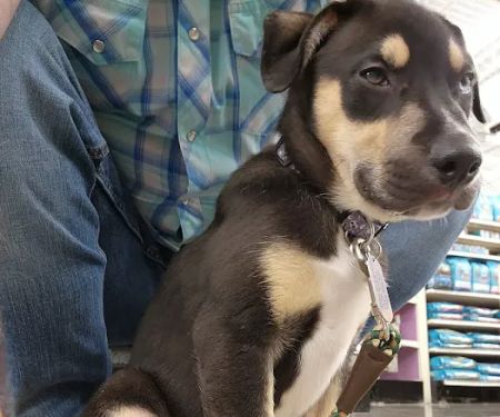 Banfield Pet Hospital
