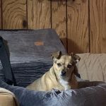 Airline Animal Health-Surgery: Daniel M. Core DVM