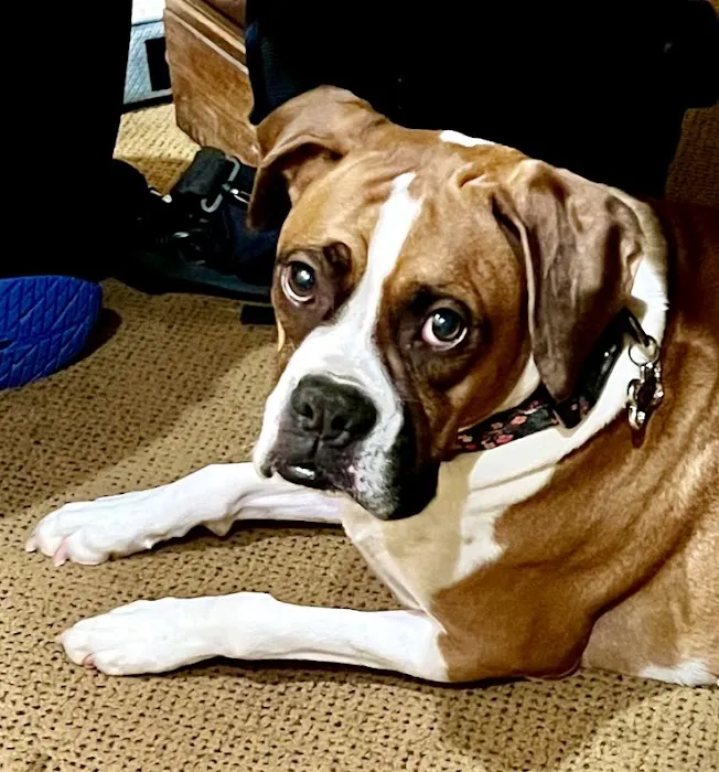 Airline Animal Health and Surgery Center LLC Picture 6