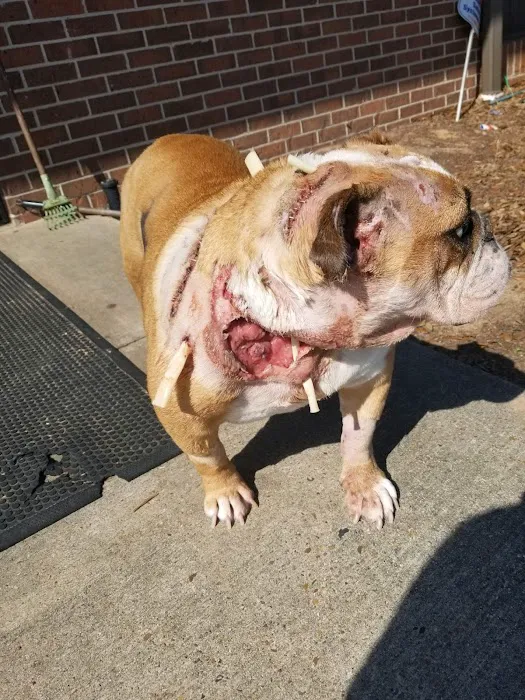 Airline Animal Health and Surgery Center LLC Picture 10