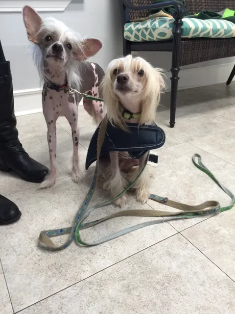 Halcyon Veterinary Hospital Picture 4