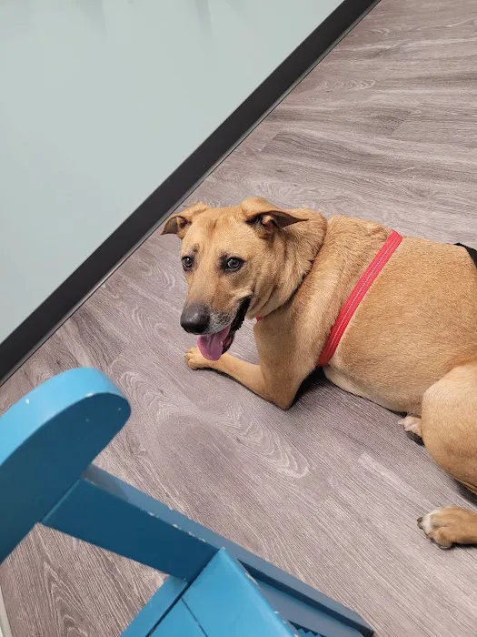 Halcyon Veterinary Hospital Picture 9
