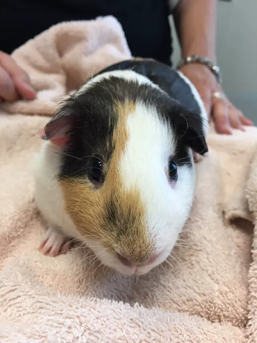 Halcyon Veterinary Hospital Picture 10