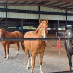 Red River Equine Hospital