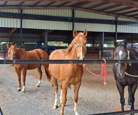 Red River Equine Hospital
