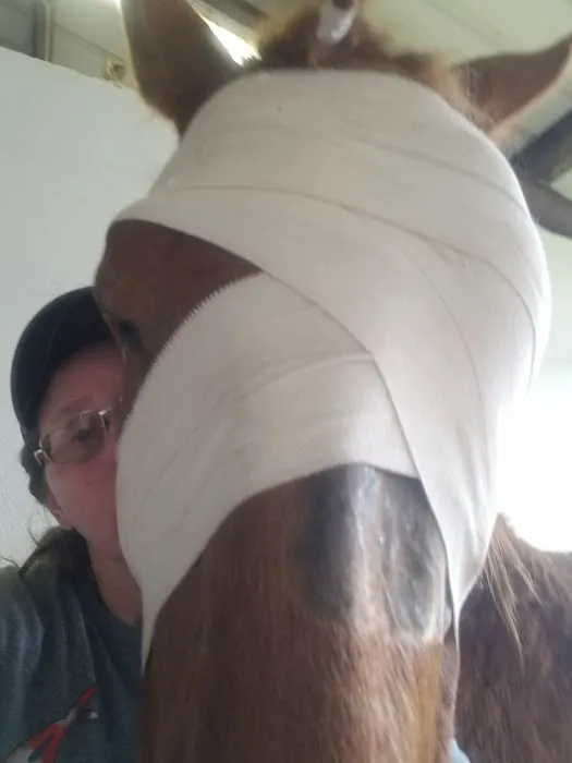 Red River Equine Hospital Picture 3