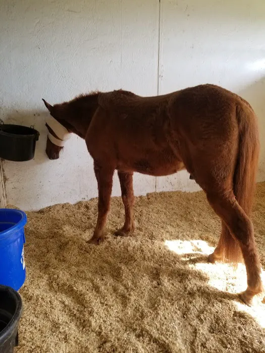 Red River Equine Hospital Picture 5