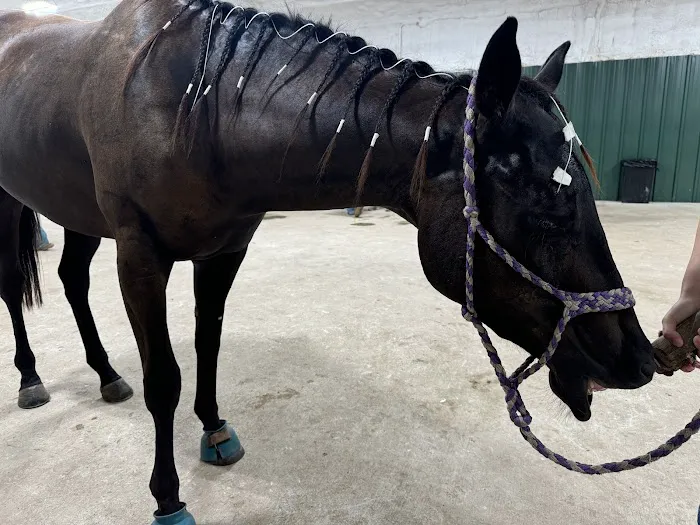Red River Equine Hospital Picture 10
