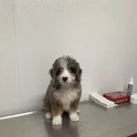 Benton Animal Hospital ico