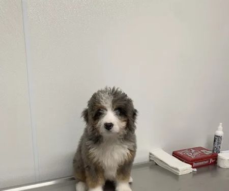 Benton Animal Hospital