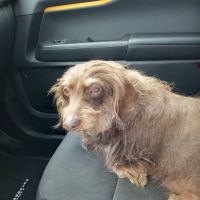 Southside Animal Hospital ico