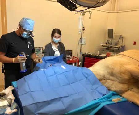 Veterinary Vision Center