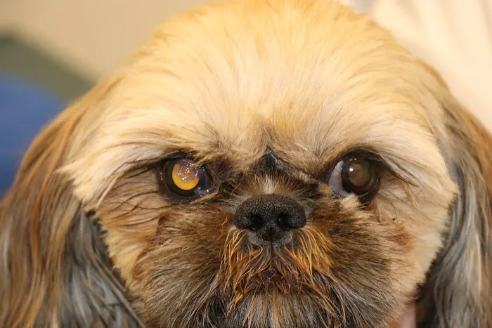 Veterinary Vision Center Picture 2