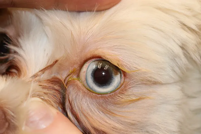 Veterinary Vision Center Picture 6