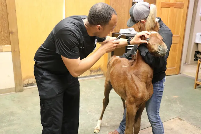 Veterinary Vision Center Picture 5
