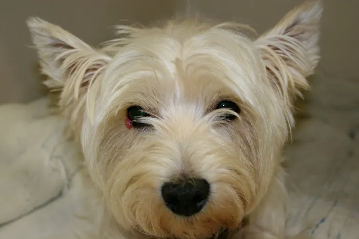 Veterinary Vision Center Picture 4