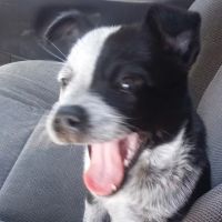 Brian Veterinary Hospital ico