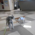 Riverside Animal Hospital LLC