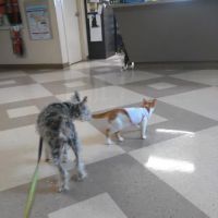Riverside Animal Hospital LLC ico