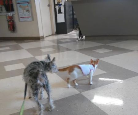 Riverside Animal Hospital LLC