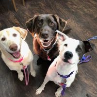 Towne South Animal Hospital ico