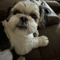 West Lauderdale Veterinary Hospital ico