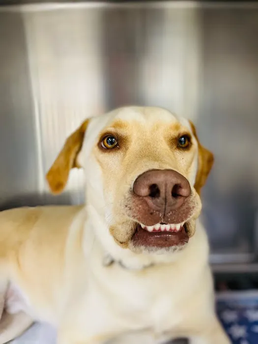 West Lauderdale Veterinary Hospital Picture 6