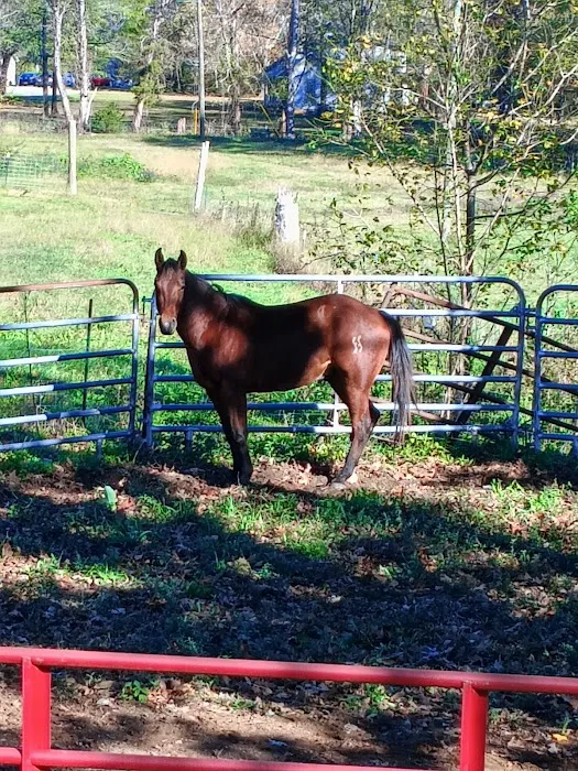 Indian Hills Equine Veterinary Services Picture 4